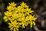 Low pinebarren milkwort